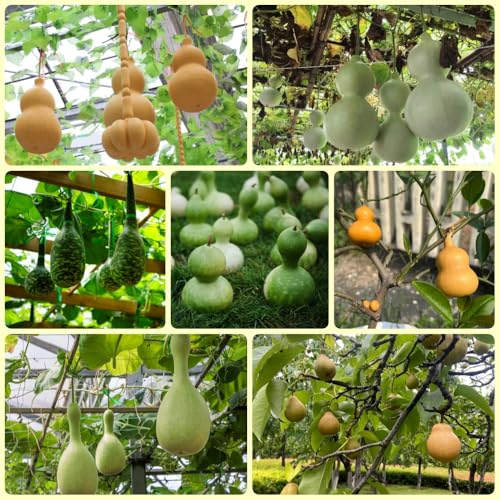 Semillas de calabaza, semillas de invierno Semillas para calabaza de botella, regalos sostenibles antiguas variedades 200pcs