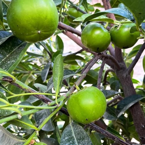 Semi di cachi - esotico da frutto colonnari da balcone frutto frutteto di cachi nani, resistenti semi per luoghi soleggiati colonnare comprare 30pcs