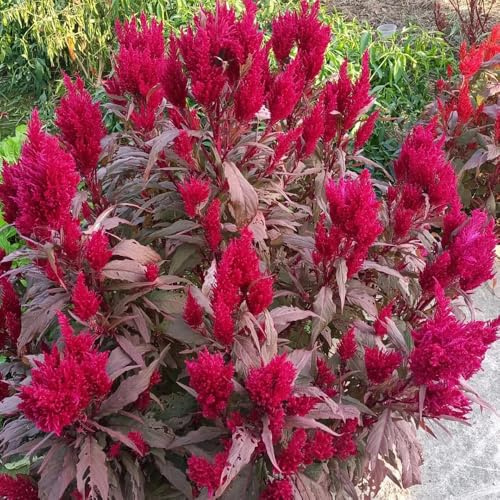 Semi di Celosia, decorazione del giardino per esterno Celosia Argentea, cresta gallo, balcone, campo resistenti 400pcs