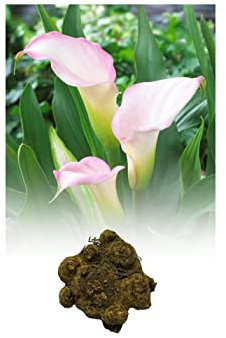10 Zantedeschia Crystal Blush Calla (Arum) Lily Bulbs/Rhizomes Size 24/26 White Blending to Soft Pink Summer Flowering Perennial : - by GARTHWAITE NURSERIES® : - UK Stockist