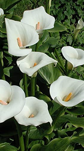 Riesige weiße Calla-Zwiebeln, wie eine seltene und kostbare Pflanze, bunte Calla-Zwiebeln, 1,6 Glühbirnen