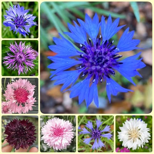 Kornblumen Samen wildblumensamen herbstaussaat kornblumensamen, Centaurea cyanus blumensamen, pflanzensamen blumenwiese samen nachhaltige geschenke blumenwiese samen mehrjährig 500pcs