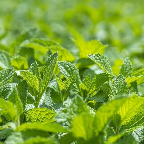semi di menta verde - menta regali per giardinieri da selvatiche da giardino prodotti sostenibili 900pcs