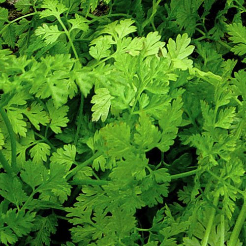Plant World Seeds - Herb Chervil Curled Seeds (Herb Seeds)