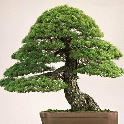 PERZOE 40 Stück weiße Kiefernsamen, Bonsai-Pinus-Pflanze, Parviflora-Baum, Hausgarten-Dekoration Samen der weißen Kiefer 40 Stk