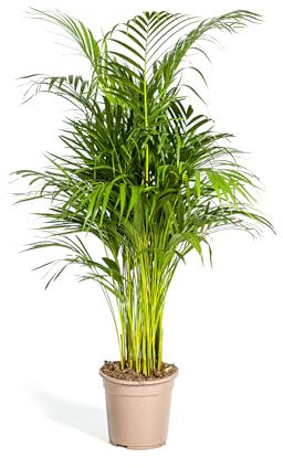 Exotenherz Dypsis lutescens - Areca - pianta solitaria - ca. 100-120 cm di altezza - vaso da 21 cm