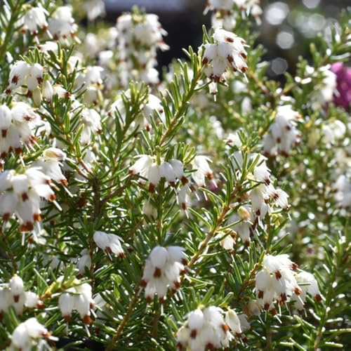 brezo semillas de prados de silvestres semillas jardín cama elevada jardín primavera arbusto mariposas silvestres otoño, 350pcs