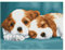 DIAMOND DOTZ DQ8.014 - Original 5D Diamond Painting Squares Set Hunde Welpen, Kreativset mit 17.595 quadratische Diamant Mosaiksteinen, Malset ca. 31 x 41 cm für Erwachsene und Kinder ab 8 Jahren