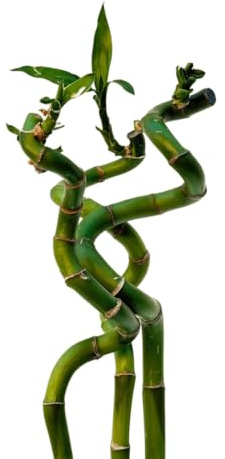 VANDAS Lucky Bamboo – Dracaena Sanderiana | Bamboo della Fortuna | Pianta Ornamentale Coltivabile in Acqua | Vari Steli e Altezze (3, 60 Cm)