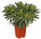 Tropictrees Nerium Oleander Pflanzen Winterhart mit gelben Blüten, 60–80 cm Höhe, Winterharte Pflanzen für Garten, hitze- und trockenheitsresistenter Strauch