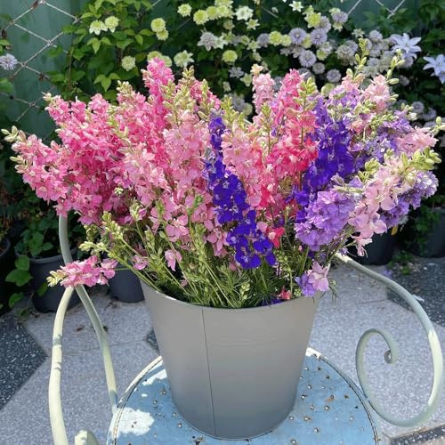 semi di delphinium 250pcs