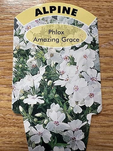 GARTHWAITE NURSERIES® : - Alpine Phlox Amazing Grace, White Summer Flowering Plant, 10cm Potted