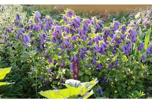 Semillas de campanilla - Campanula Medium,semillas de y en maceta.resistentes para el jardín,hermosas en macetas.350pcs
