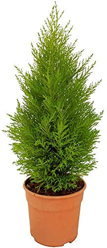 Ciprés California Goldcrest Wilma 45cm Planta Natural Interior y Exterior