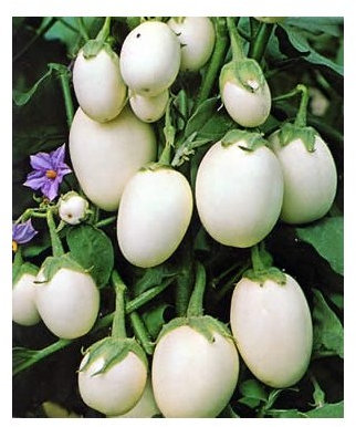 Aubergine White Mini - Eierfrucht - 20 Samen
