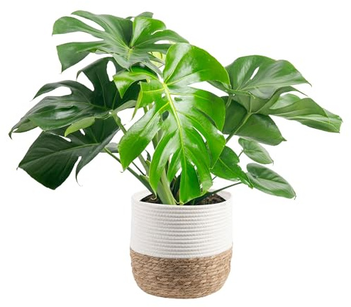 Costa Farms Monstera, Swiss Cheese Live Plant in Decorative Pot, Large Indoor Houseplant, Perfect for Home, Room, or Office Decor, Great House Warming or Birthday Gift, 2-3 Feet Tall