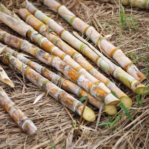 300 piezas semillas caña de azúcar - semillas balcón, de interior saladas orgánicas,