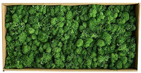 Tubayia Getrocknete Moos Naturmoos Deko-Moos Floristik Bastelmoos für Hochzeit Party Haus Garten Dekoration