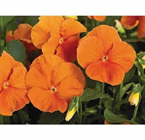 Pansy Plants, 'Deep Orange', 20 x Full Plant Pack, Winter Bedding Plants, Winter Pansies, Garden Flowers, Garden Ready and Ready to Plant, Premium Quality Flowers