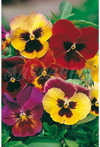 Semillas flores - Pensamiento gigante variado - Mascarell