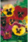 Semillas flores - Pensamiento gigante variado - Mascarell