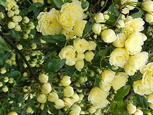 AMDGarden Pianta di ROSA BANKSIAE LUTEA fiore giallo rampicante SENZA SPINE vaso 18 cm