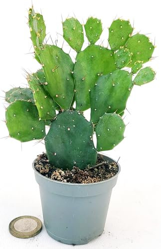 OPUNTIA BRASILIENSIS, FICO D'INDIA MICRO IDEALE PER TERRARIUM, 2 PIANTE, Vaso 5,5cm diametro, piante vere