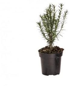 Tasso comune Taxus baccata pianta da siepe sempreverde in vaso ø10 cm h. 20/30 cm Vivaio di Castelletto