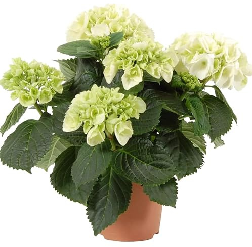 Hydrangea Blanca - Hortensia - Planta Natural con Floración de Larga Duración