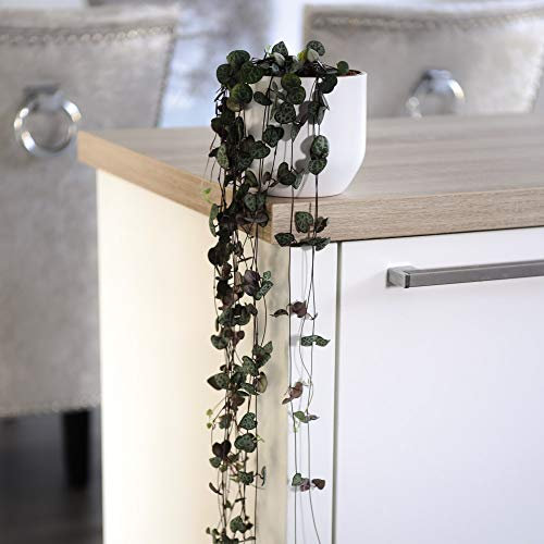 String of Hearts Ceropegia Woodii House Plant Tender Perennial Houseplant Plants Easy to Grow Your Own 1x 10cm Potted Plant by Thompson and Morgan