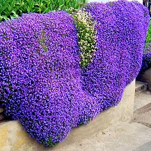 Semi di crescione di roccia, semi di crescione di roccia da 500 pezzi/borsa Semi di piante da pascolo multicolori per fiori di copertura del terreno facili da coltivare per prato Viola chiaro