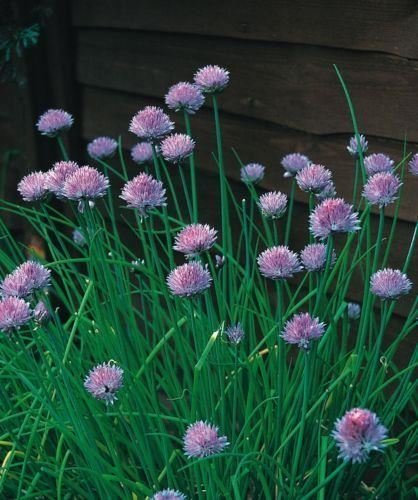 Just Seed - Herb - Chives Medium Leaved - Allium schoenoprasum - 1600 Seeds