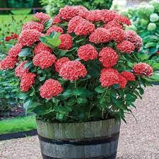 Hydrangea Macrophylla red 15cm Garden Ready Plant