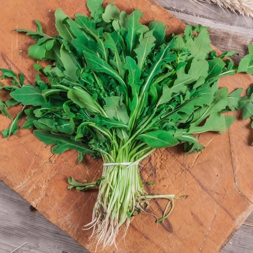 rucolasamen - rucola gartendeko für draußen gemüsepflanzen gartenkräuter gartenpflanzen winterhart mehrjährig hochbeet gemüsesaat seltene alte gemüsesorten wintergemüse anzucht kaufen 850samen