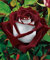 Germinazione I Semi: 20 Osiria Ibridi di Tea Rose Semi, Rare Sangue Esotico Rosso e Bianco Rosa Semina:Seeds
