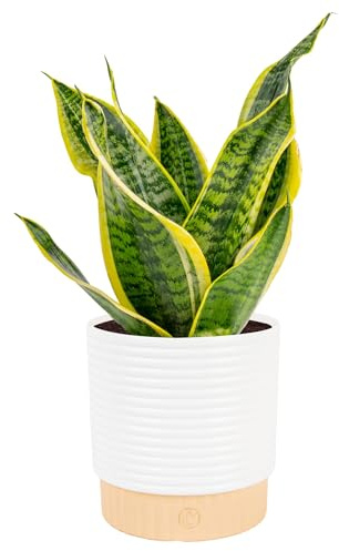 Costa Farms Snake Plant, Mother-in-Law's Tongue Live Plant in Decorative Pot, Large Easy to Maintain Indoor Succulent Houseplant Assorted Variety, Home, Room, or Office Décor, 12-20 Inches Tall