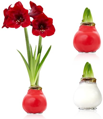 Amaryllis Bulbe en cire Blanc-Rouge - 2 pièces - Bulbes à fleurs grand format 26/28 - Naturelle plantes de Hollande - Hippeastrum (sans graines, non artificielles)