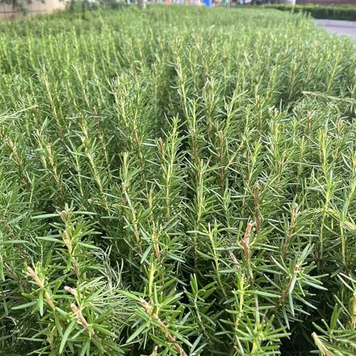 semi di rosmarino orticole giardino roccioso primaverili selvatici sul balcone in aiuole 800pcs