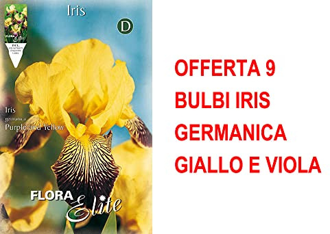 BULBI PRIMAVERILI OFFERTA 9 BULBI IRIS GERMANICA GIALLO E VIOLA BULBS BULBES