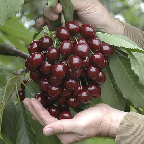 YouGarden Sweet Cherry Patio Fruit Tree 'Little Stella' in a 4.5L Pot, Ideal for Small Gardens, Grow Your Own Cherry Tree in Your Garden