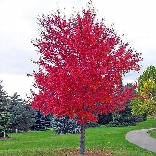 PERZOE 200 semi di albero di acero rosso, piante ornamentali Miniascape Garden Yard Bonsai Decor Semi di albero di acero rosso