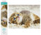 DIAMOND DOTZ DQ8.006 - Original 5D Diamond Painting Squares Set Katze Baby Pie, Kreativset mit 17.595 quadratische Diamant Mosaiksteinen, Malset ca. 31 x 41 cm für Erwachsene und Kinder ab 8 Jahren