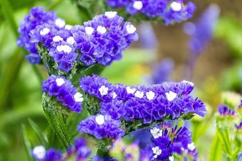 50 Graines de Limonium Sinuatum - Statice Lilac Lavender - Lavande de mer - Fleur Jardin Bouquet - 309