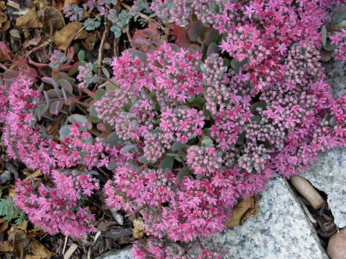 Staudenkulturen Wauschkuhn Sedum cauticolum 'Lidacense' - Fetthenne - Staude im 9cm Topf