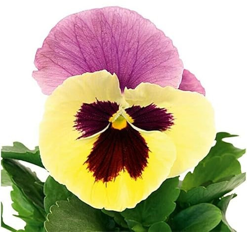 Viola o Pensamiento Natural Flor de Invierno Ideal para Alegrar tu Hogar