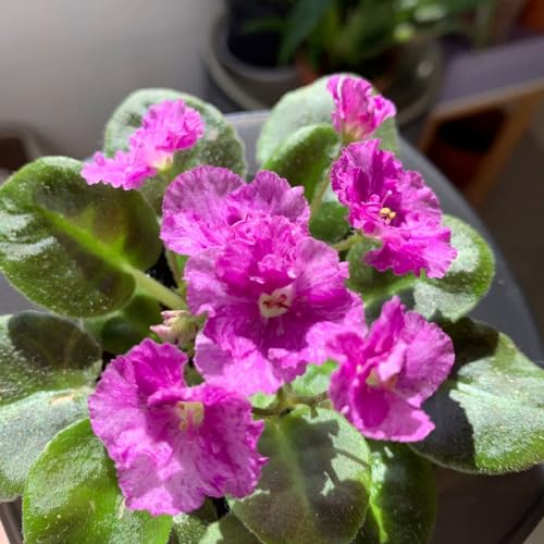 600 pcs usambaraveilchen samen, veilchen - Saintpaulia ionantha - stauden winterhart, pflanzen winterhart usambaraveilchen pflanze kaufen wildblumenwiese saatgut mehrjährig, seed blumensamen