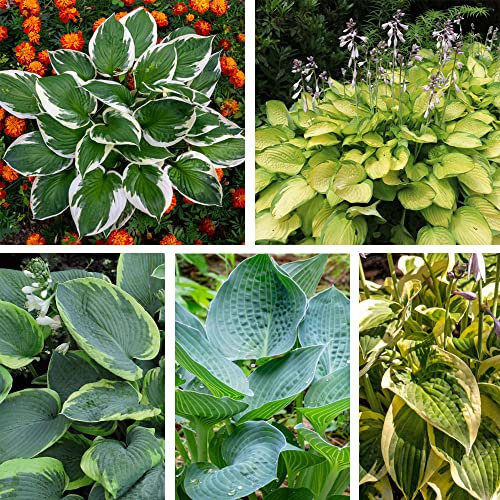 Hosta Collection Plantain Lily 5 Varieties Francee, September Sun, Marmalade on Toast, Brim Cup, Frances Williams, Hardy Perennial Easy to Grow Garden Flowers Bare Root Plants by Thompson and Morgan