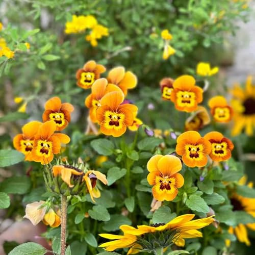 viola del pensiero - Viola tricolore semi di d'appartamento esotiche balcone 800pcs
