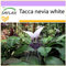 SAFLAX - Fiore pipistrello gigante - 10 semi - Tacca nevia white