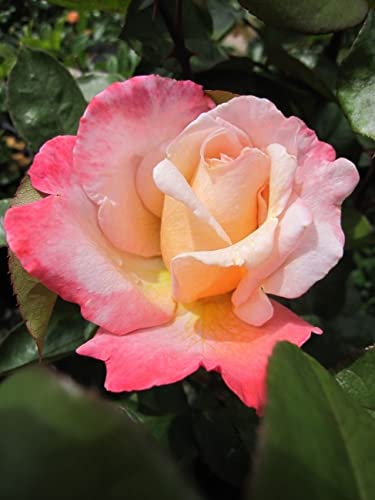 Baumschule Pflanzenvielfalt Edelrose Laetitia Casta® - Rosa Laetitia Casta® - cremegelb und zartrosa - Duft+